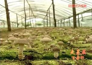 2015年河北進(jìn)出口食品平穩(wěn)增長(zhǎng)，食用菌菌種貿(mào)易表現(xiàn)亮眼